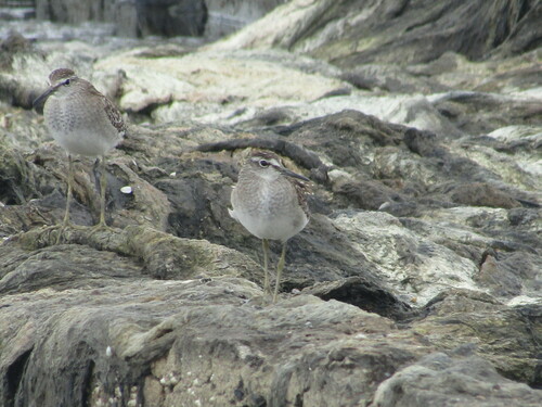 Wood Sandpiper