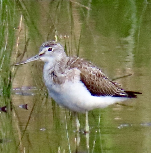Common Greenshank