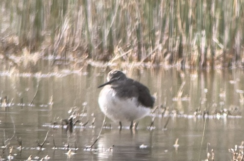 Green Sandpiper