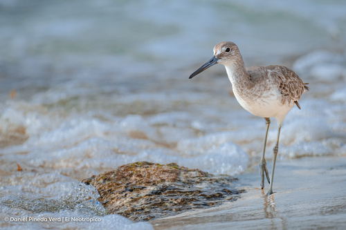 Willet