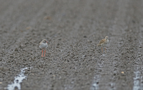 Common Redshank