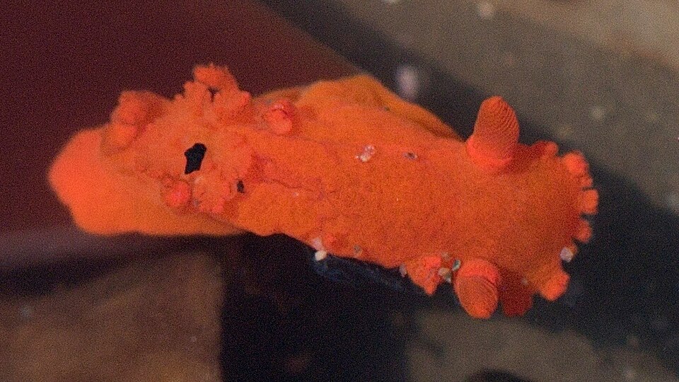 Spotted Dorid