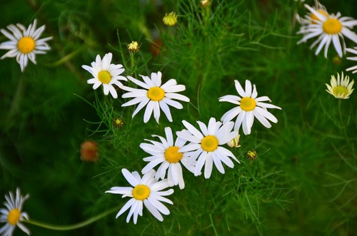 Scentless mayweed