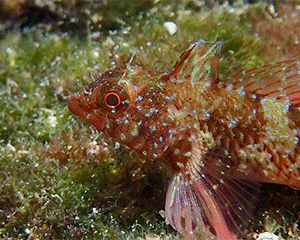 Red-black Triplefin