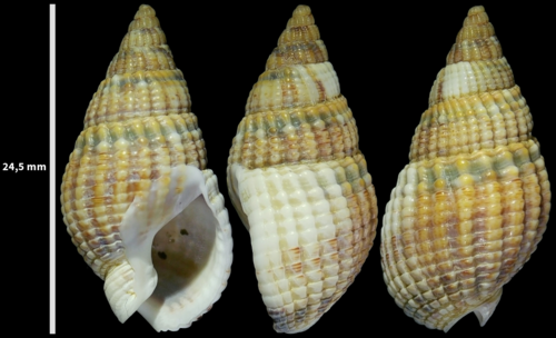 Netted Dogwhelk