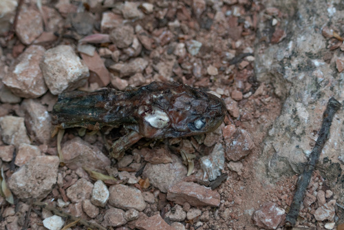Italian Crested Newt