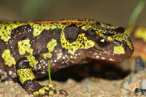 Marbled Newt