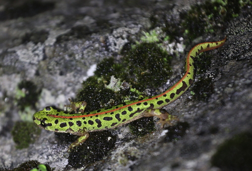 Pygmy Marbled Newt