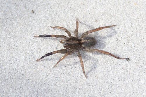 Ground wolf spider