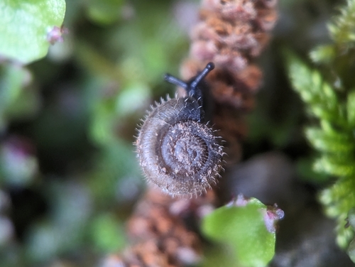 Hairy Snail