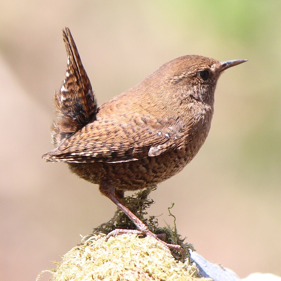 Eurasian Wren