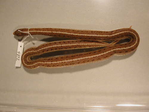 Lined Snake