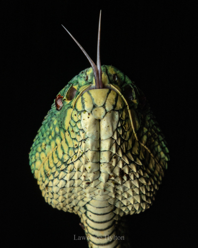 Bornean Keeled Pit Viper