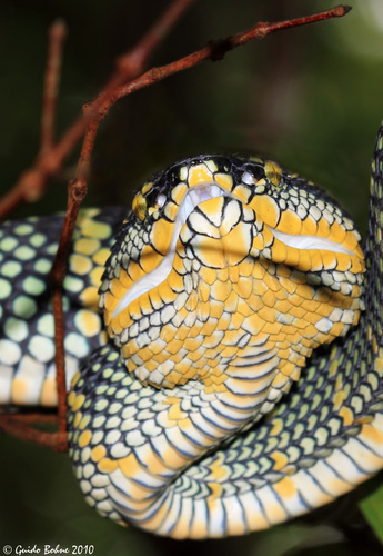 Wagler's Pit Viper