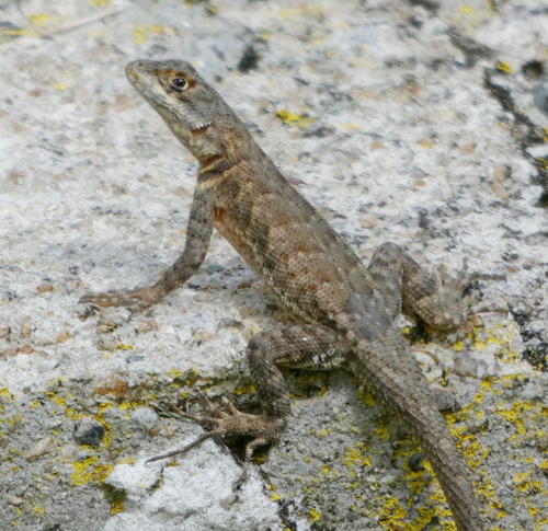Peters' Lava Lizard