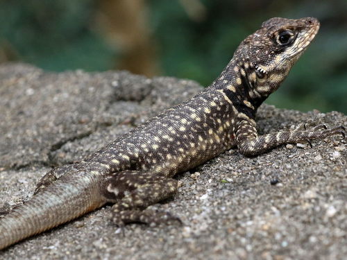 Amazon Lava Lizard