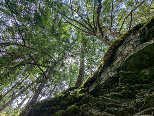 Eastern hemlock