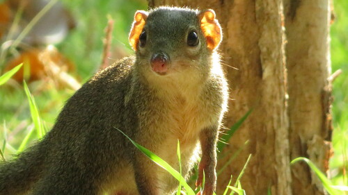 Northern Treeshrew