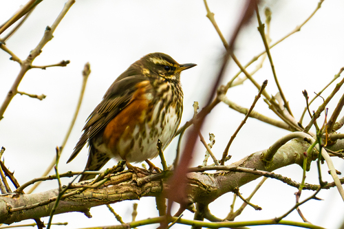 Redwing