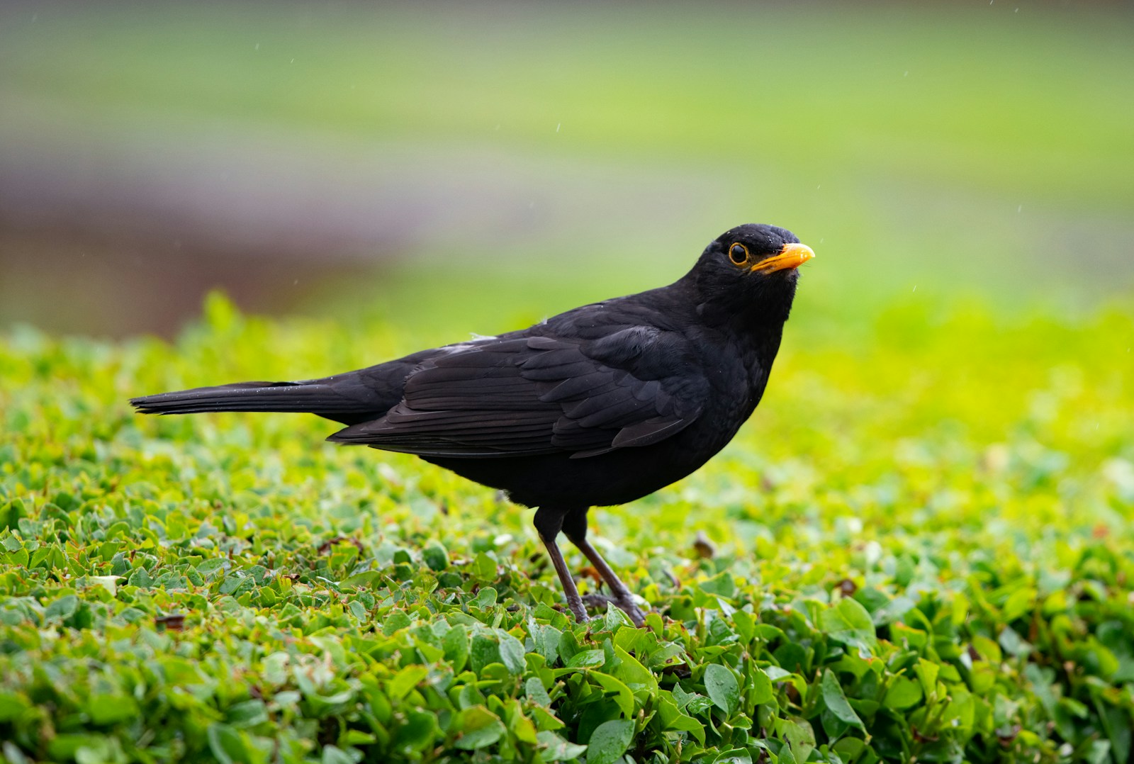 Eurasian Blackbird