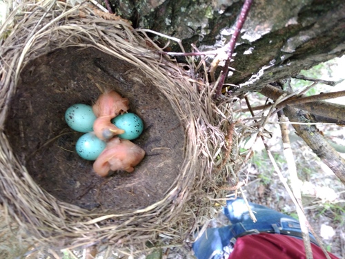 Song Thrush