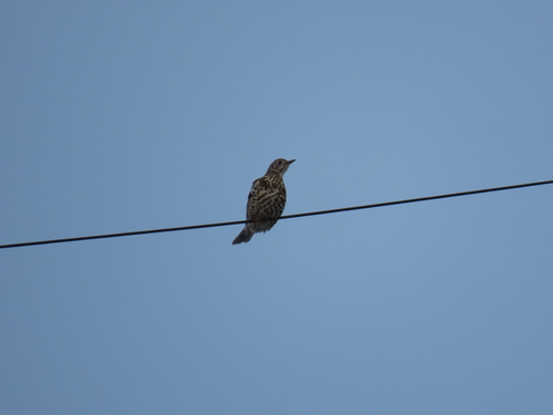Mistle Thrush