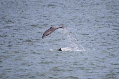 Tamanend's Bottlenose Dolphin