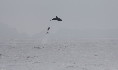 Common Bottlenose Dolphin