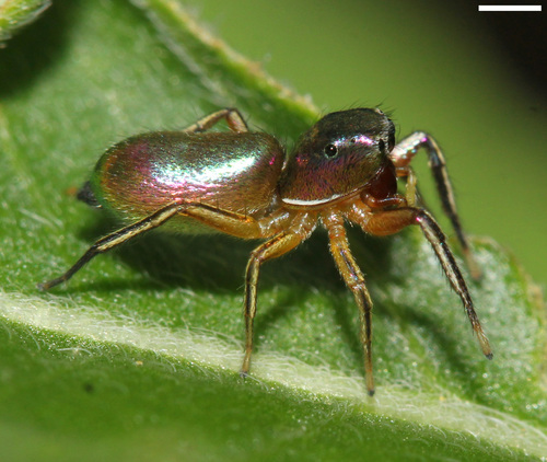 Thin-spined Jumping Spider
