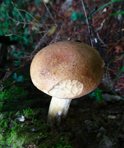 Bitter Bolete