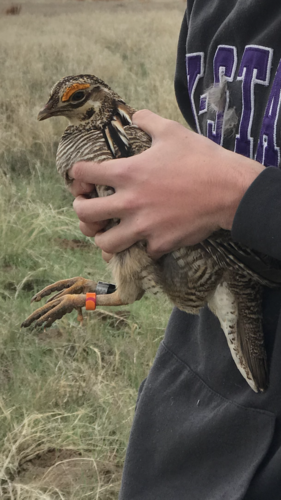 Lesser Prairie-Chicken