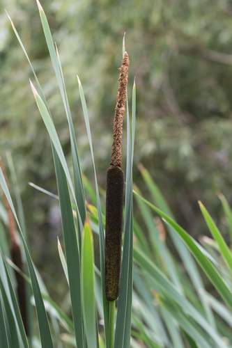 Broadleaf cattail