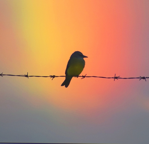 Tropical Kingbird