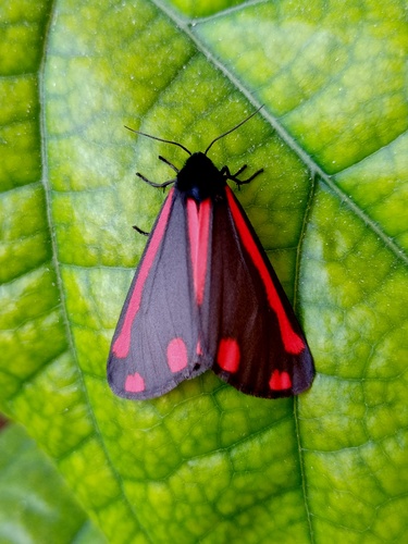 Cinnabar moth