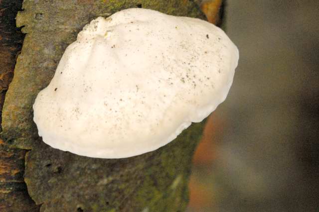 White Cheese Polypore