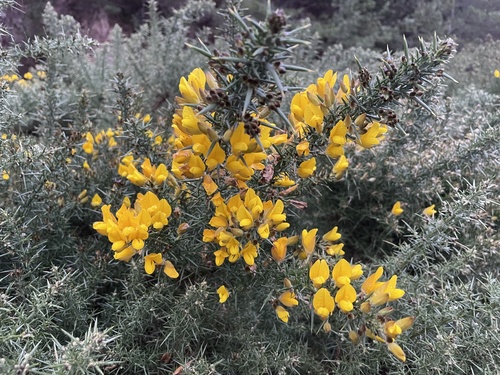 Gorse