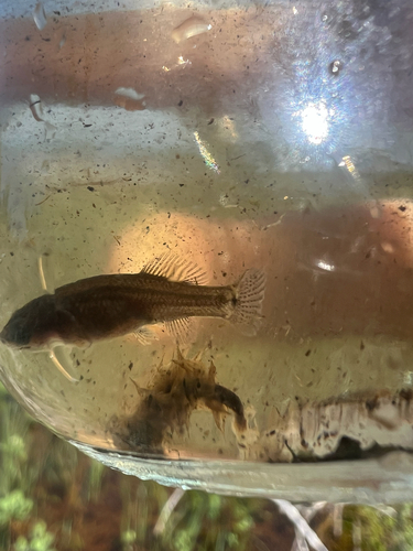 Central Mudminnow