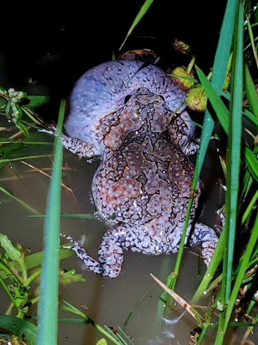 Painted Globular Frog