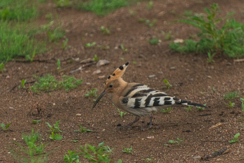 Common Hoopoe
