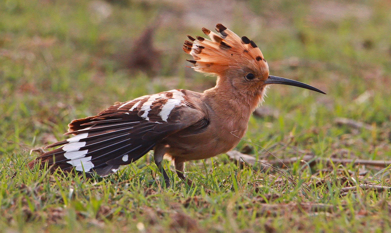 Common Hoopoe