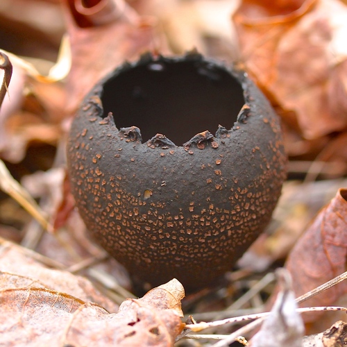 Devil's urn