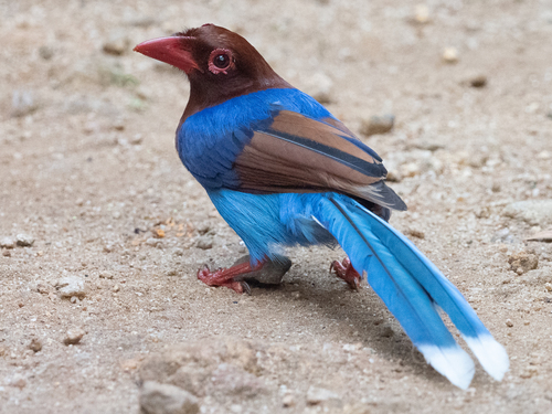 Sri Lanka Blue-Magpie