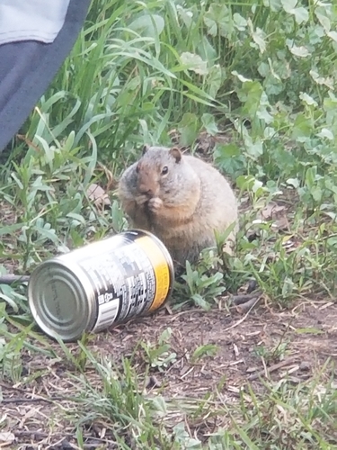 Uinta Ground Squirrel