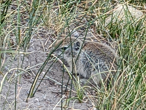 Belding's Ground Squirrel