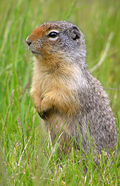 Columbian Ground Squirrel
