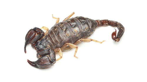 Western Forest Scorpion