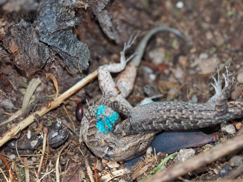 Ornate Tree Lizard