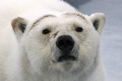 Polar Bear