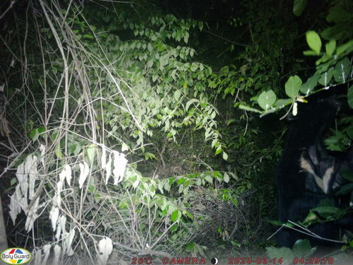 Asian Black Bear