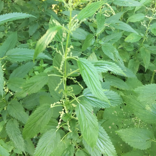 Slender stinging nettle